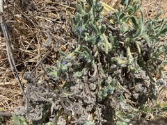 Anchusa aggregata