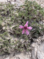 Silene petersonii
