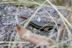 Ctenotus superciliaris