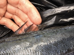 Trachurus symmetricus