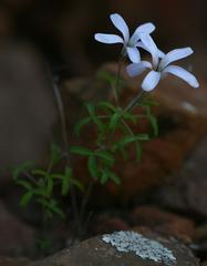Oxalis suteroides