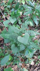 Aristolochia littoralis