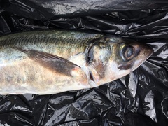 Trachurus symmetricus