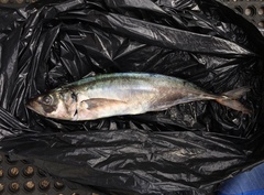 Trachurus symmetricus