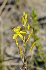 Bulbine favosa