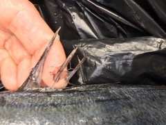 Trachurus symmetricus