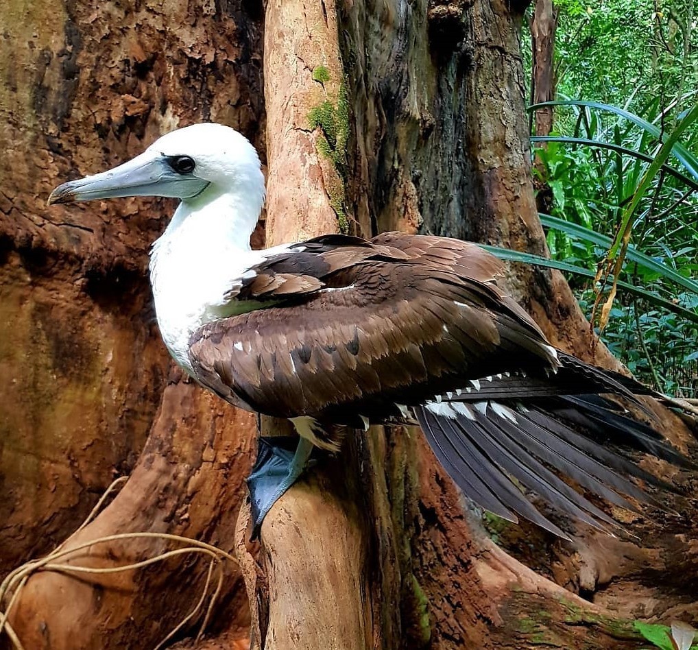 Abbott's Booby
