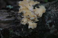 Cerrenaceae