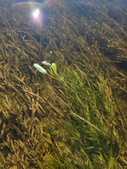 Potamogeton epihydrus