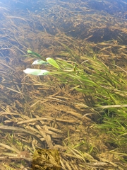 Potamogeton epihydrus