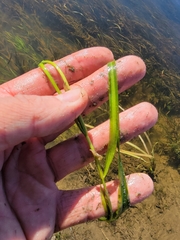 Potamogeton epihydrus