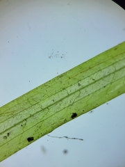 Potamogeton epihydrus