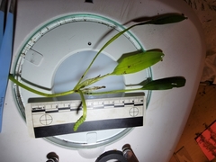 Potamogeton epihydrus