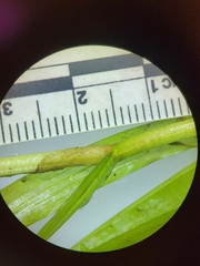 Potamogeton epihydrus