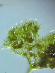Nitella tenuissima