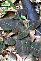 Fittonia albivenis