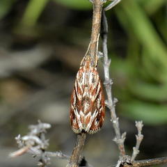 Blepharucha zaide