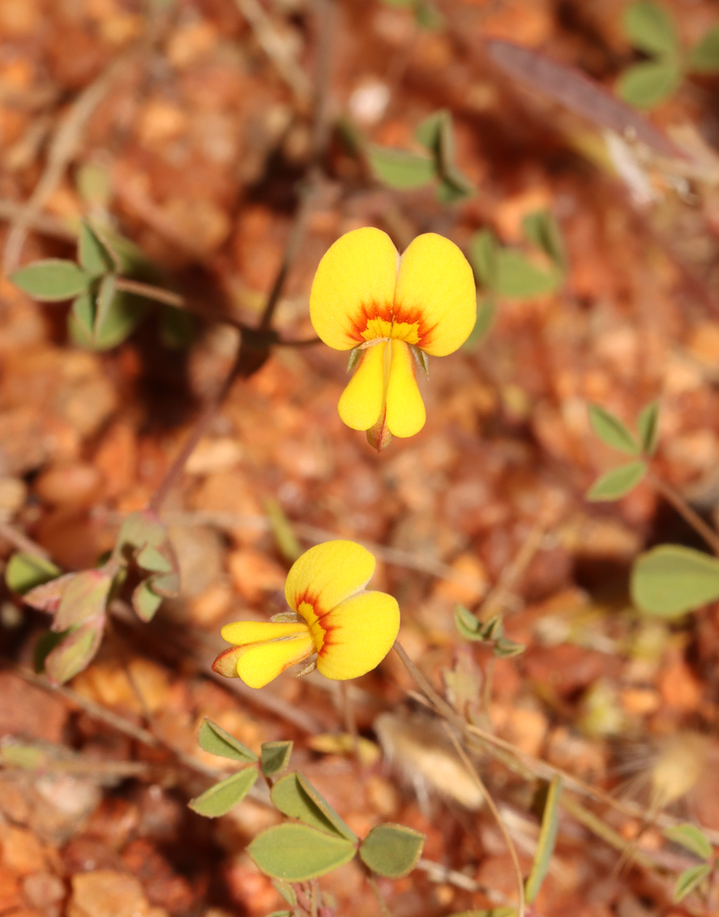 Muelleranthus