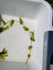 Potamogeton perfoliatus