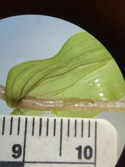 Potamogeton perfoliatus