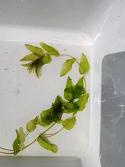 Potamogeton perfoliatus