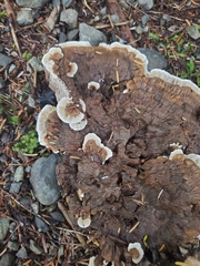 Hydnellum suaveolens