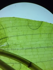 Potamogeton perfoliatus