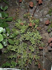 Crassula rubricaulis