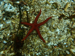 Henricia leviuscula