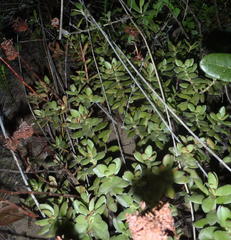 Crassula rubricaulis