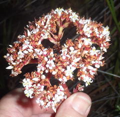 Crassula rubricaulis