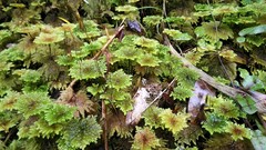 Dendrohypopterygium filiculiforme