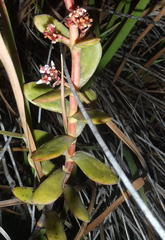 Crassula rubricaulis