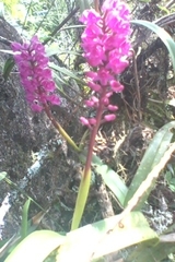 Arpophyllum laxiflorum