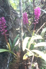 Arpophyllum laxiflorum