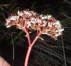 Crassula rubricaulis