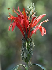 Pachystachys spicata