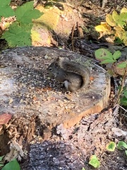 Tamiasciurus hudsonicus regalis