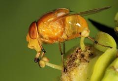 Stegosoma vinculatum