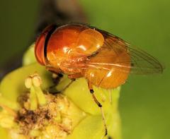 Stegosoma vinculatum