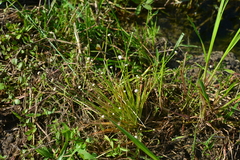 Eriocaulon buergerianum