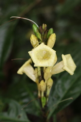 Ruellia proxima