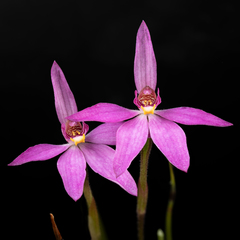 Caladenia hillmanii