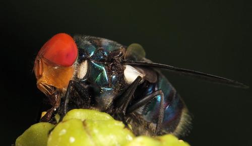 Photo of Regal Blowfly (Chrysomya marginalis)