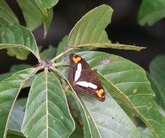 Adelpha barnesia