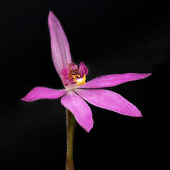 Caladenia hillmanii