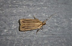 Agonopterix umbellana