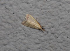 Autocharis mimetica