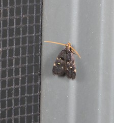 Cophomantella lychnocentra