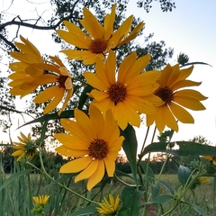 Helianthus grosseserratus